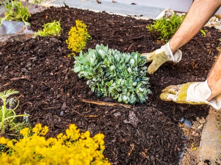 Consejo de jardinería para prepararse antes del invierno