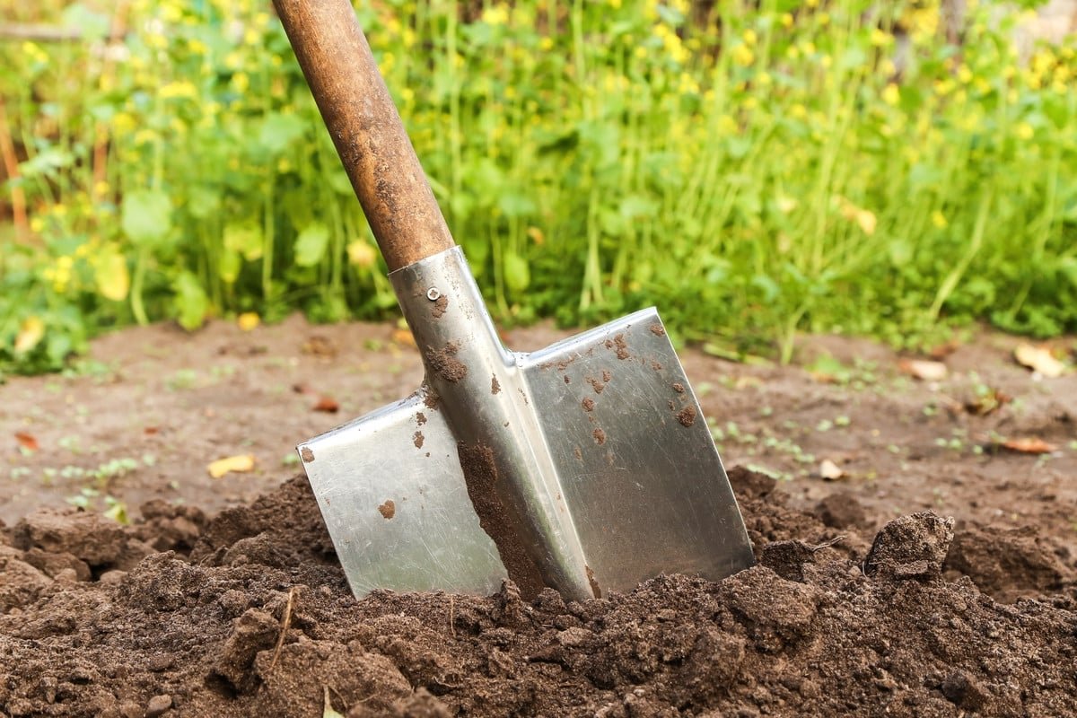 Descubre un tesoro centenario en tu jardín