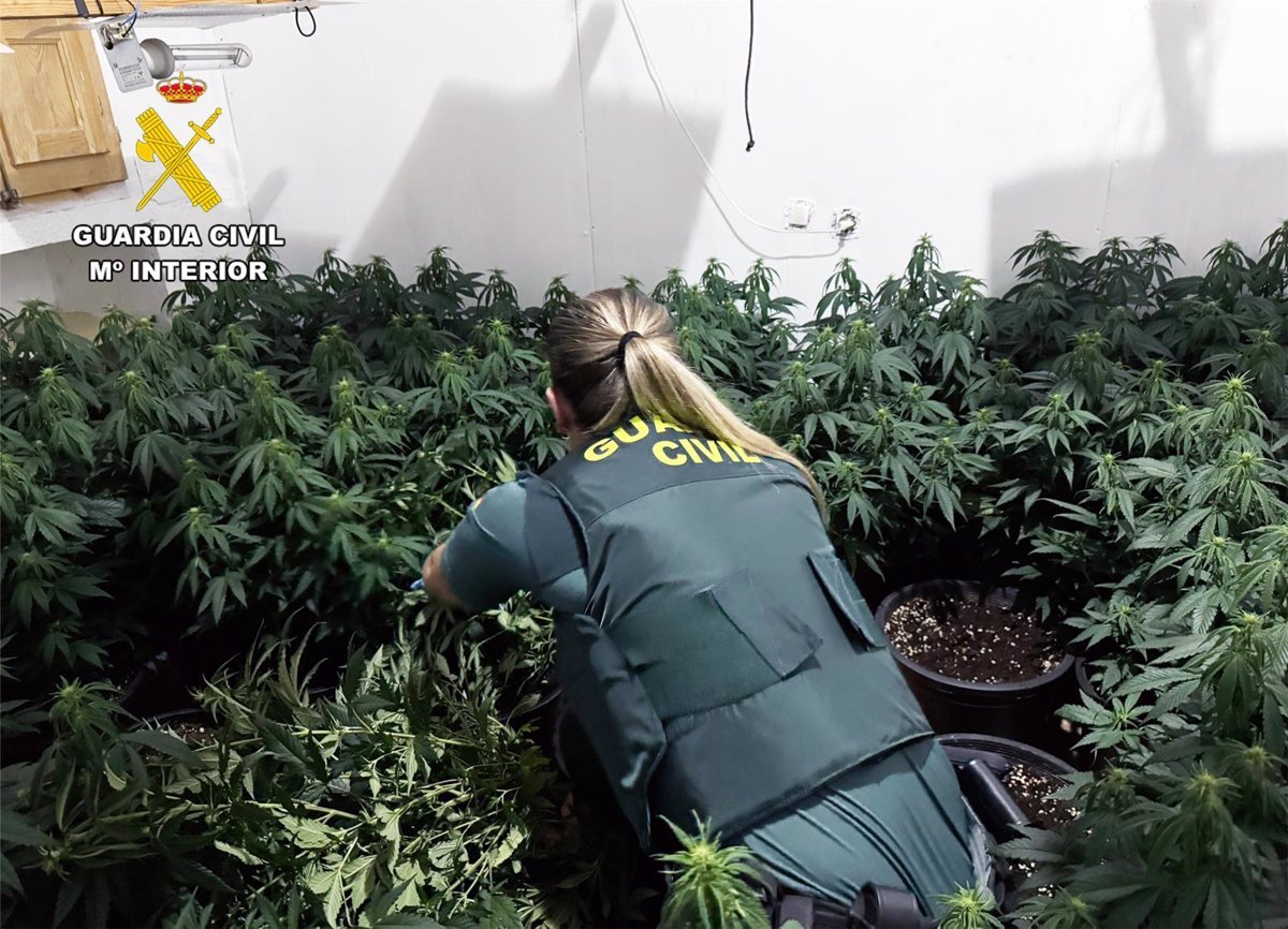 Desmantelado grupo criminal dedicado al cultivo y distribución de marihuana en Cieza (Murcia) y municipios cercanos