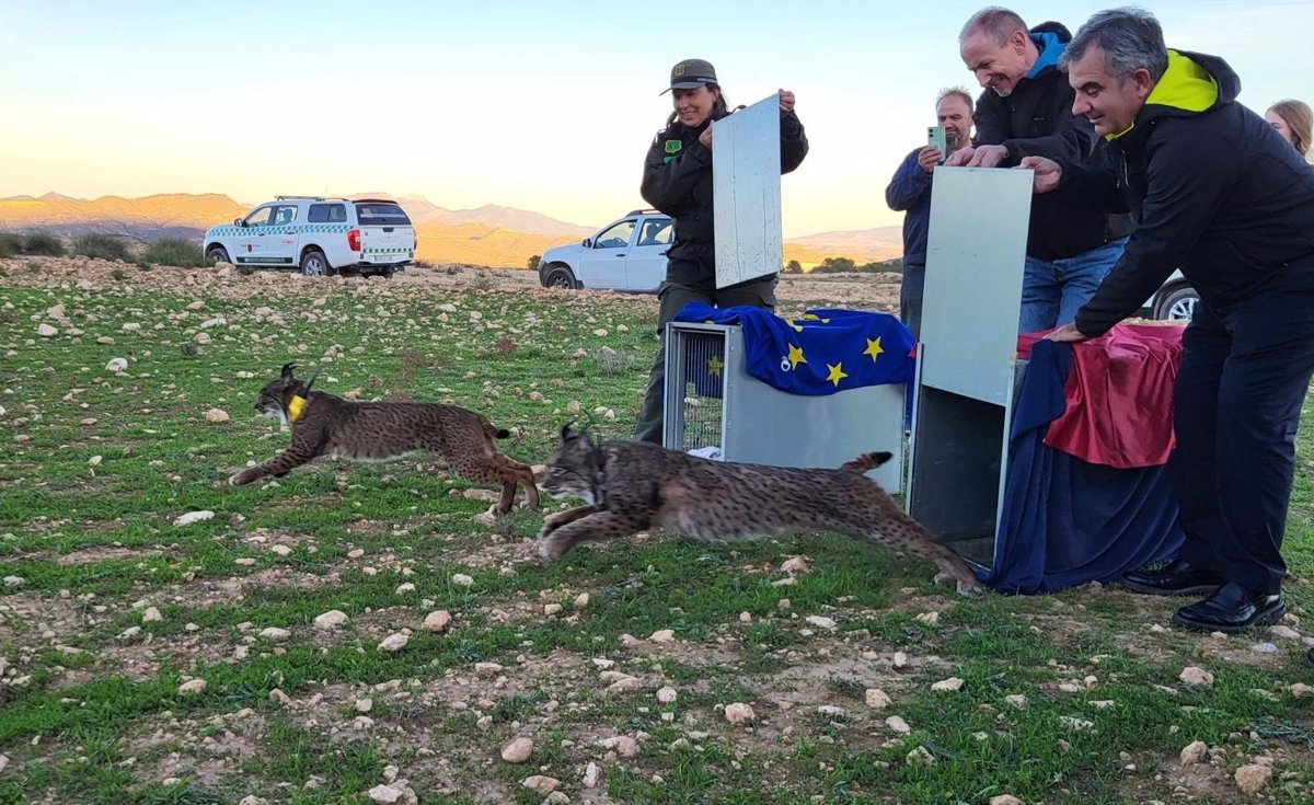 Dos linces ibéricos adultos liberados en Sierra de Lorca para reforzar reintroducción.