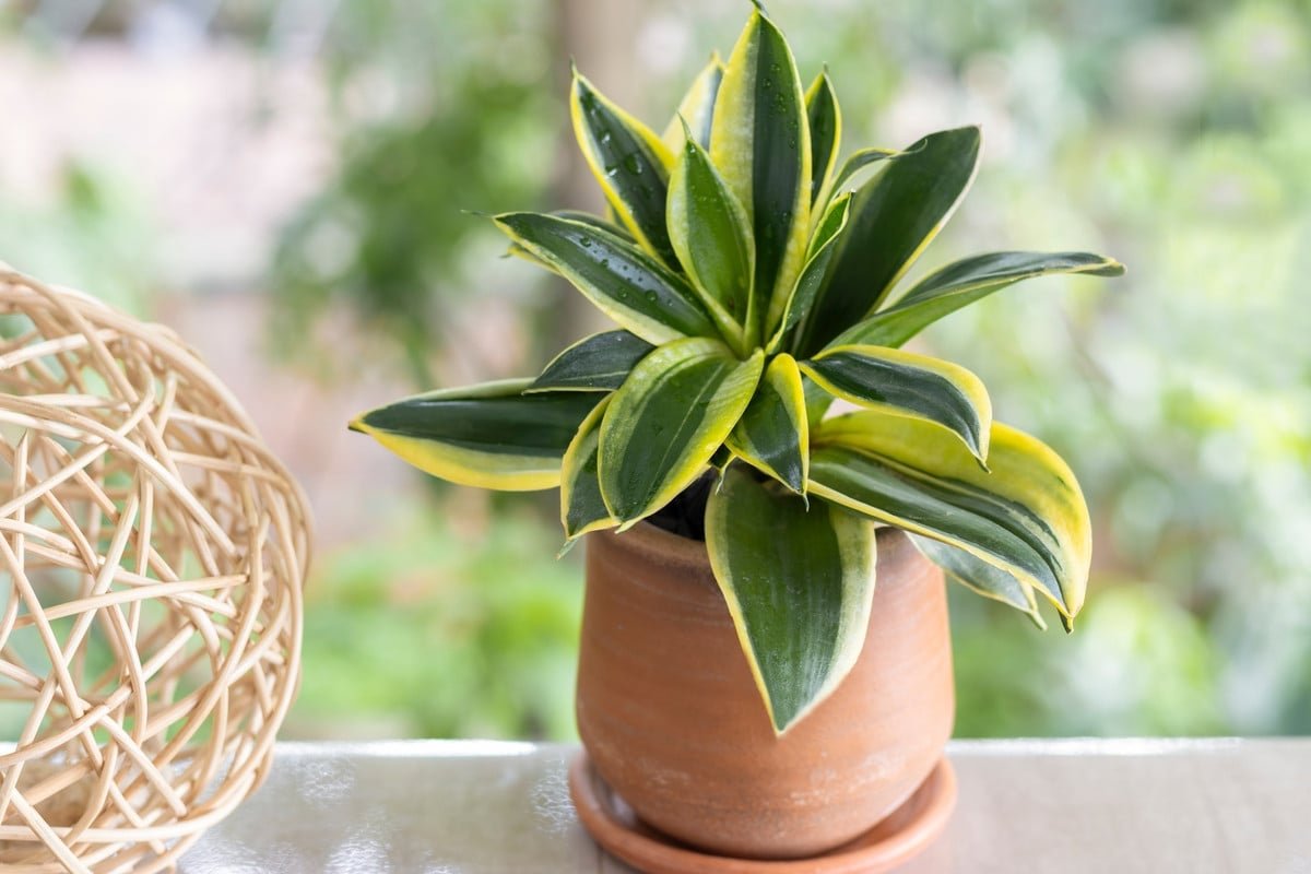 El mantenimiento de esta planta de interior regalada será costoso