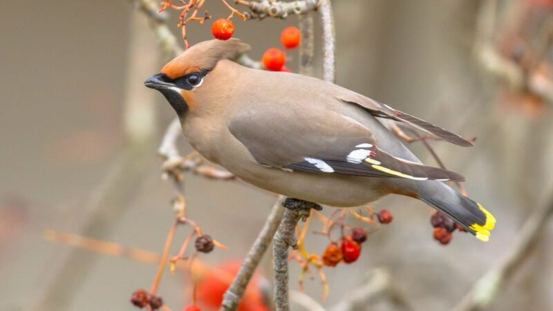 El pájaro del norte visitará tu jardín en invierno.