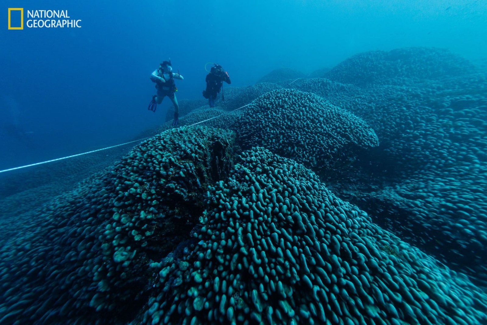 Encuentran el coral más grande del mundo en las Islas Salomón