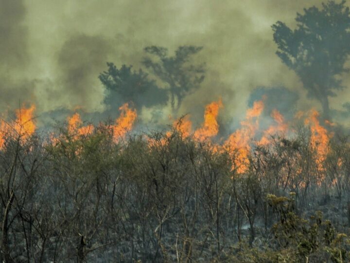 Incendios forestales récord en 2024: la Amazonía, la más afectada