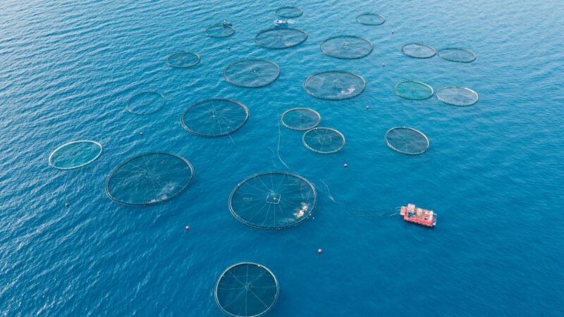 La acuicultura del salmón está afectando a las poblaciones locales.