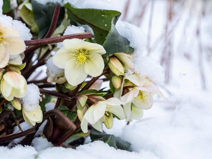 La planta que florece en la nieve