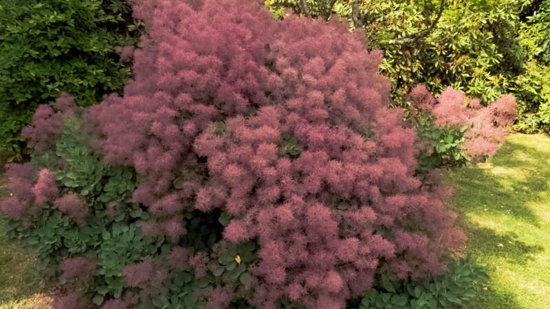 Las flores de este árbol parecen nubes de algodón.