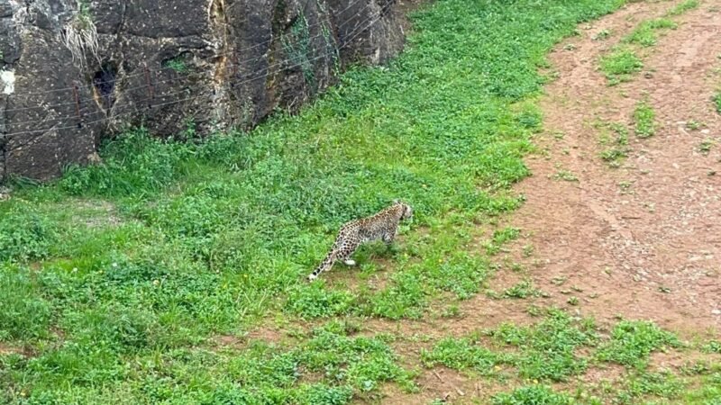 Leopardo persa abatido en Cabárceno tras escapar