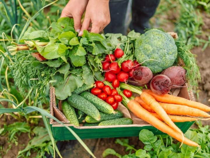 Oferta de alimentos ecológicos en BioCultura 2024 con actividades, catas y talleres