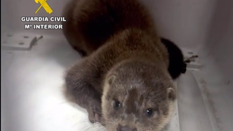 Rescatan nutria en vías del tren cerca de Santander