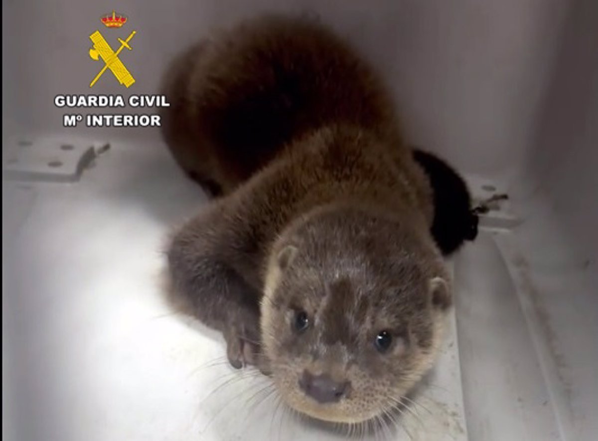 Rescatan nutria en vías del tren cerca de Santander