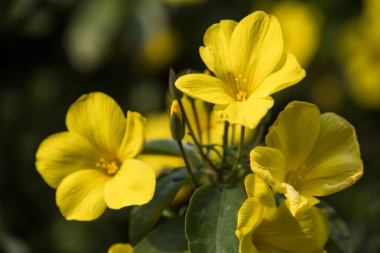 Siembra esta flor en noviembre y disfrutarás de ella en 2025.