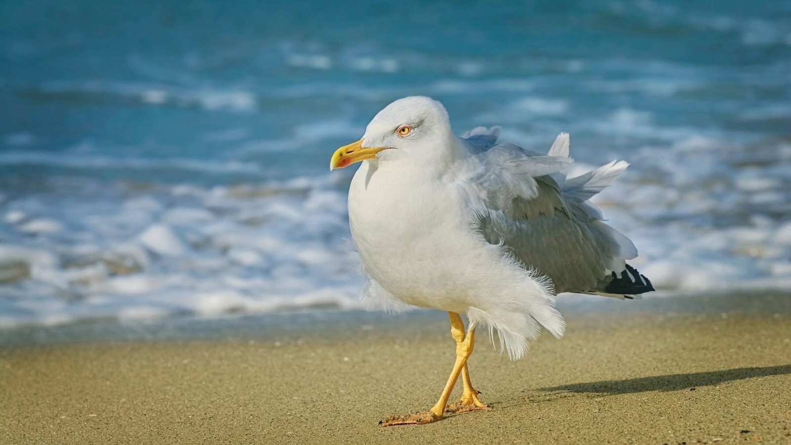 Tres nuevos focos de gripe aviar en aves silvestres en Galicia.