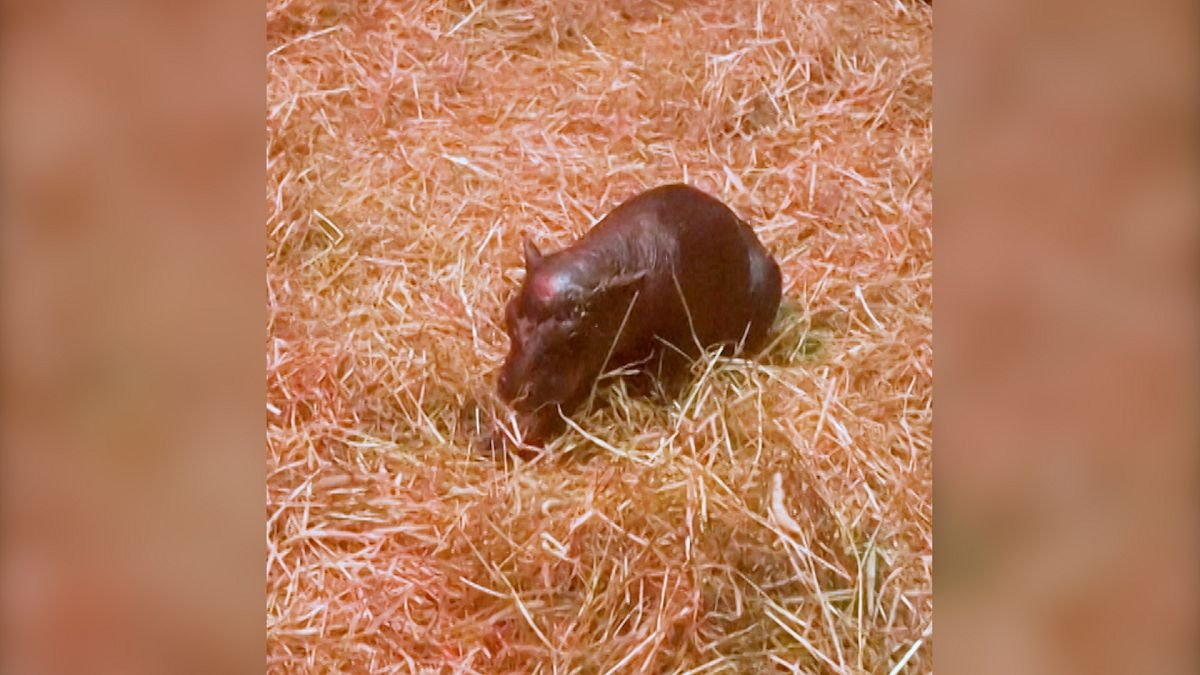 Video de Haggis, el hipopótamo pigmeo recién nacido de Edimburgo