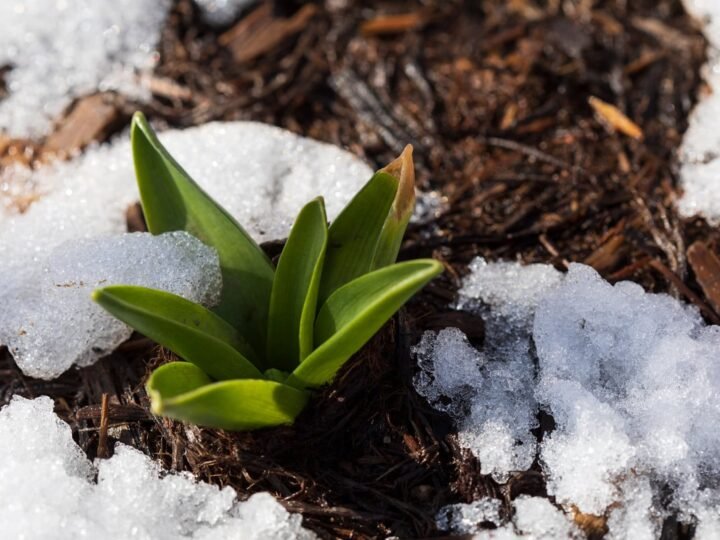 ¿Es necesario cubrir el jardín con mantillo en invierno para proteger las plantas?