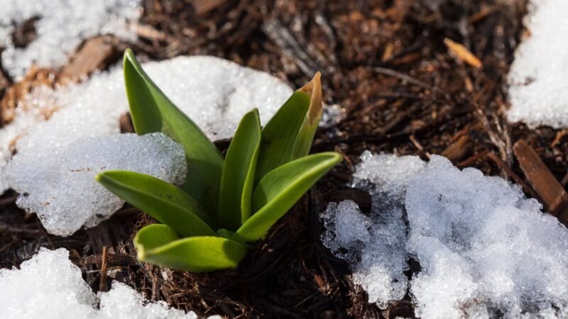 ¿Es necesario cubrir el jardín con mantillo en invierno para proteger las plantas?