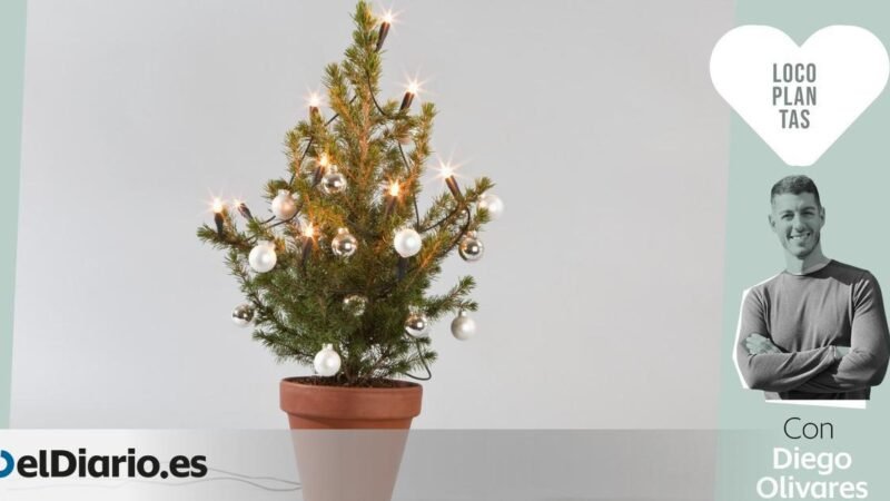 ¿Merece la pena un árbol de Navidad real? Consejos para mantenerlo más tiempo.