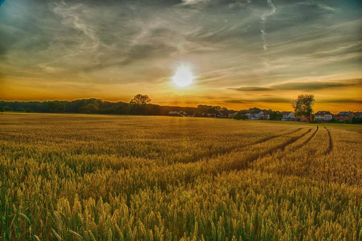 Cultivos que obtienen nitrógeno del aire: el futuro de la agricultura