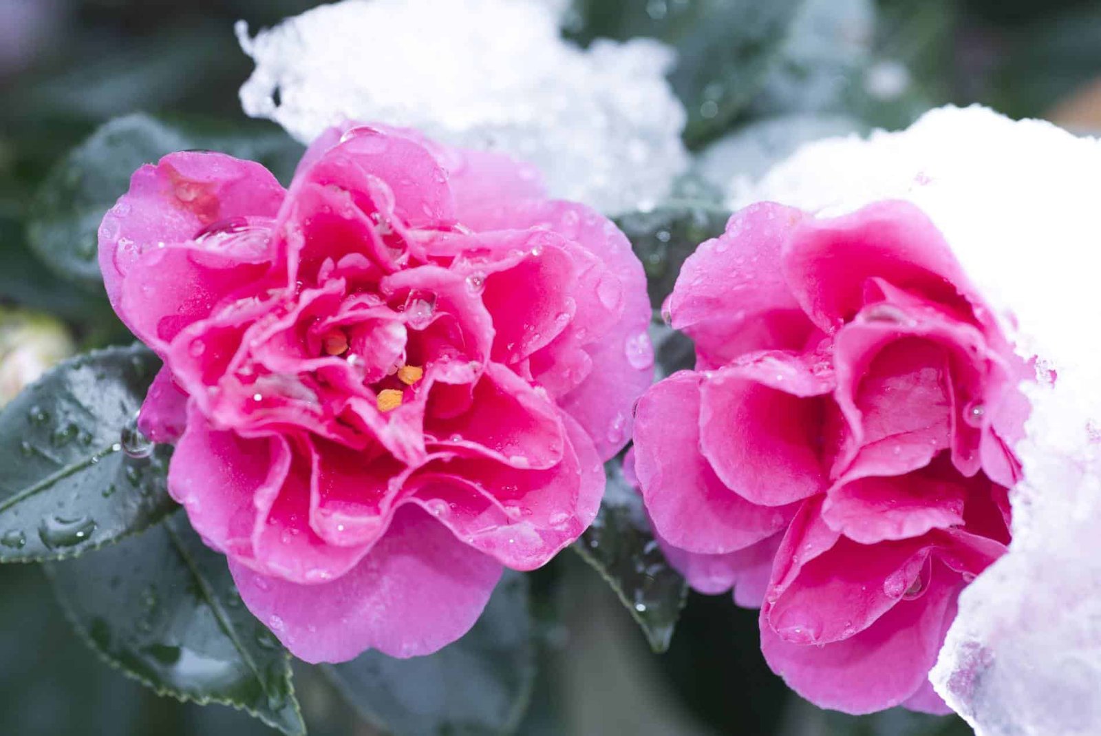 Los secretos de los expertos para una floración invernal espectacular.