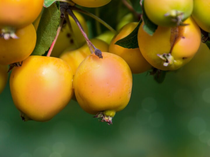 Dos frutas inusuales para plantar antes del Año Nuevo: ¡el secreto para un pequeño huerto próspero!