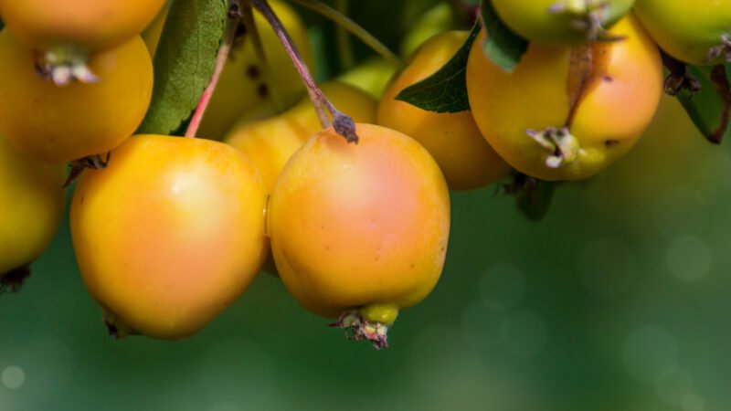 Dos frutas inusuales para plantar antes del Año Nuevo: ¡el secreto para un pequeño huerto próspero!