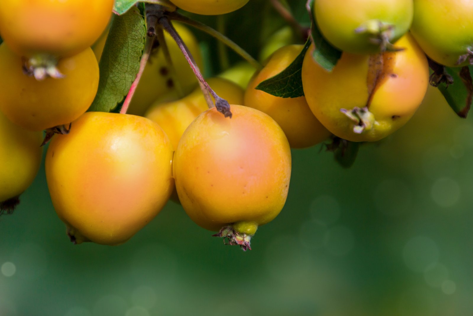 Dos frutas inusuales para plantar antes del Año Nuevo: ¡el secreto para un pequeño huerto próspero!