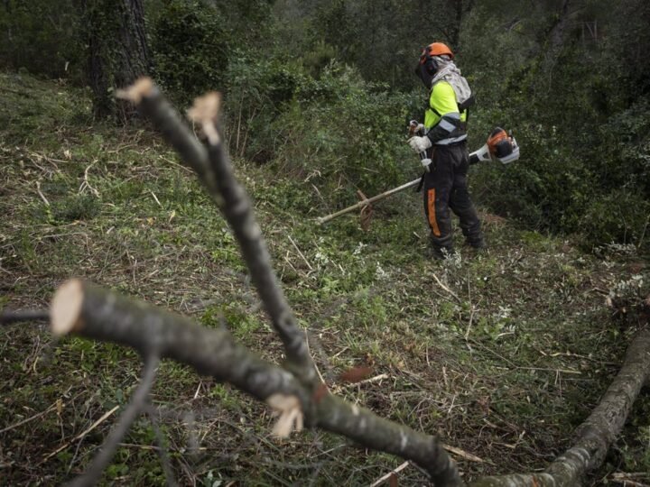 La AMB prepara bosques en Barcelona para minimizar riesgo incendios.