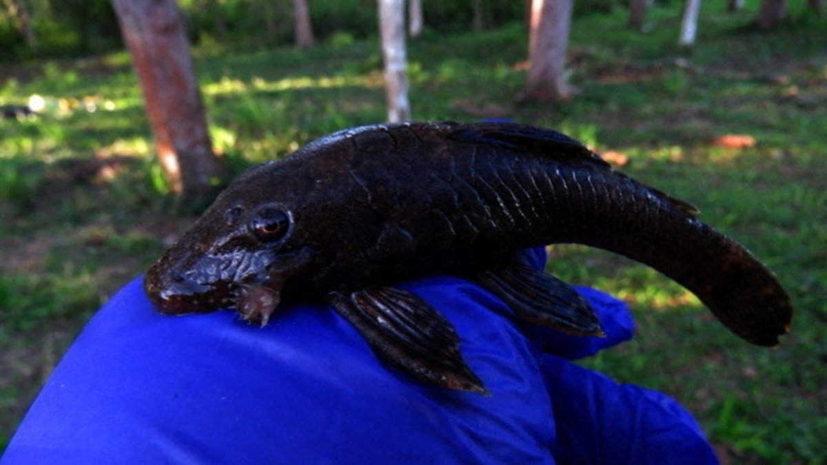 Descubren 27 nuevas especies animales en selva amazónica de Perú.