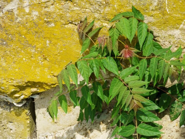 El árbol invasivo que amenaza tu jardín y su difícil erradicación