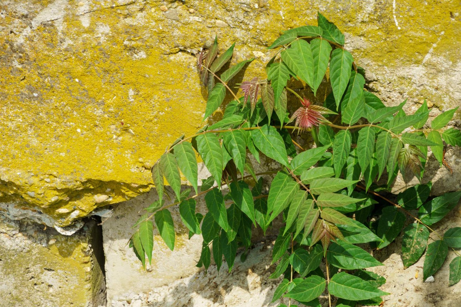 El árbol invasivo que amenaza tu jardín y su difícil erradicación