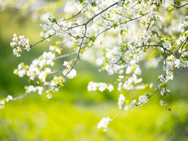 Árbol del año: la planta perfecta para su jardín en 2025