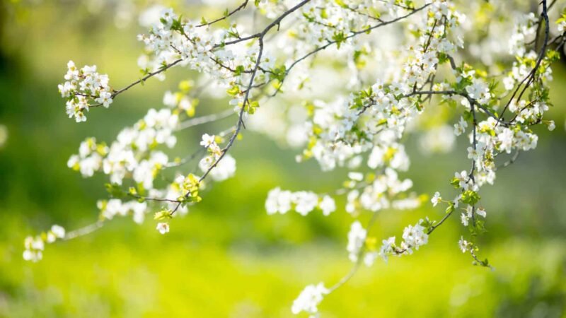 Árbol del año: la planta perfecta para su jardín en 2025