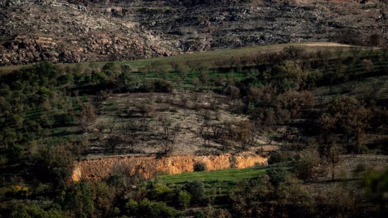 Ayudas en gestión forestal y prevención de incendios en Cataluña: 4,7 millones destinados