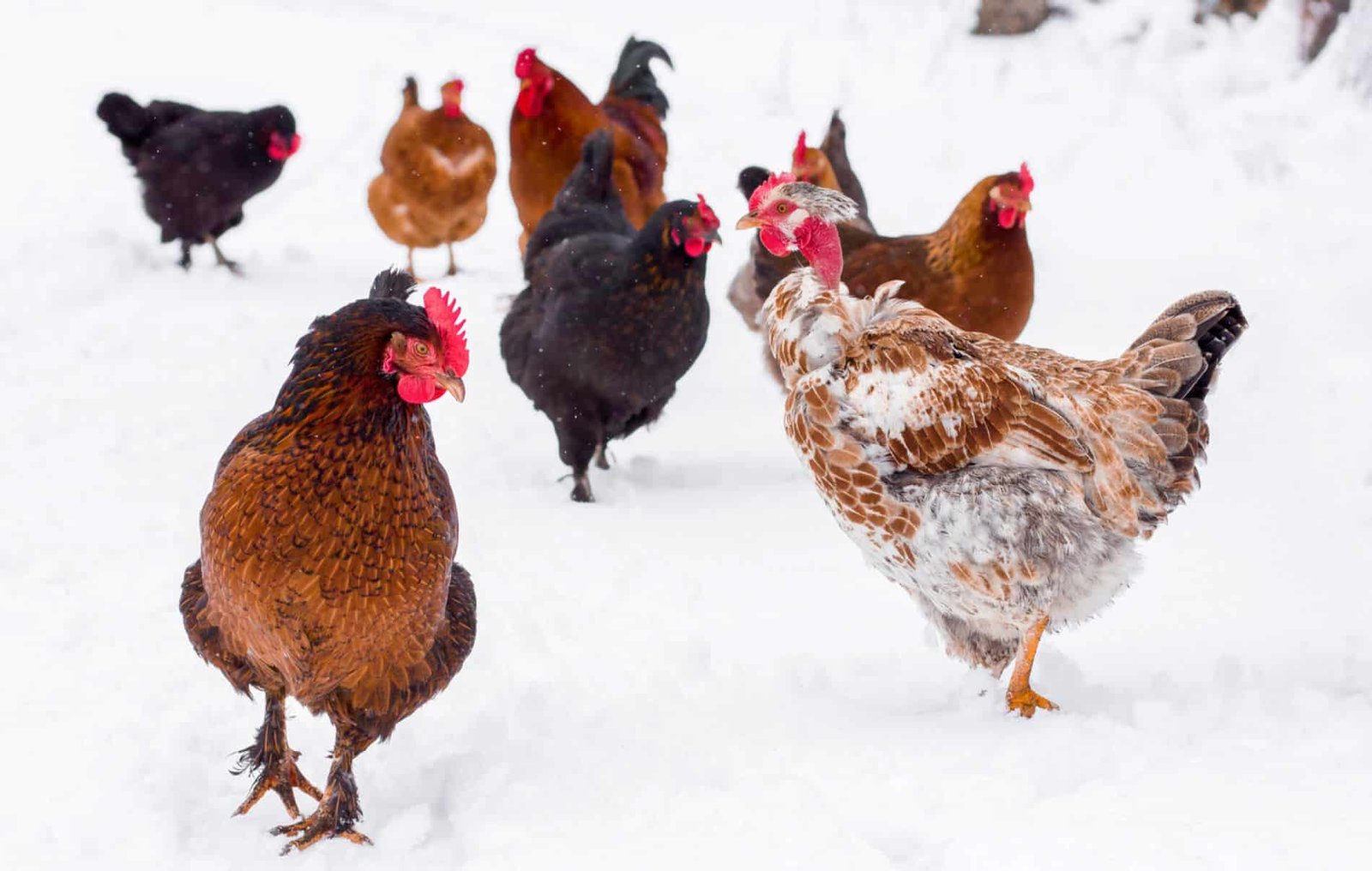 ¿Están tus cachorros preparados para la nieve? Aprende cómo protegerlos en invierno.