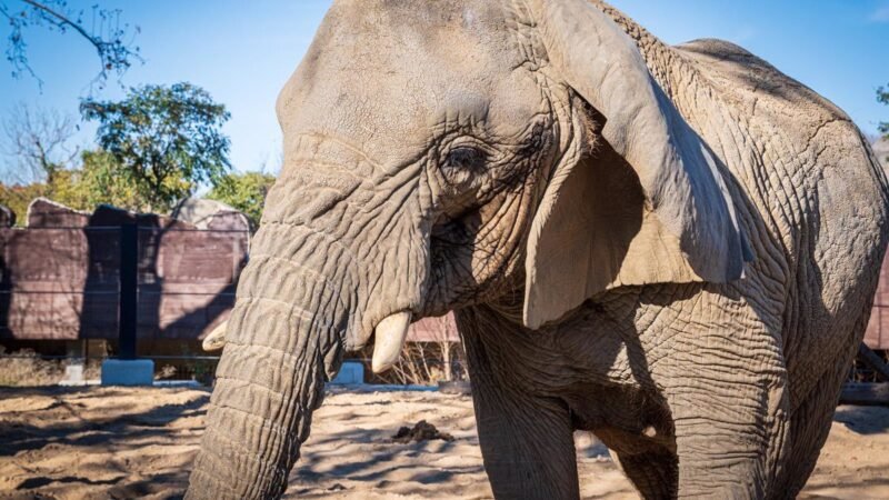 Muere en Barcelona Yoyo, el elefante más longevo del mundo africano.