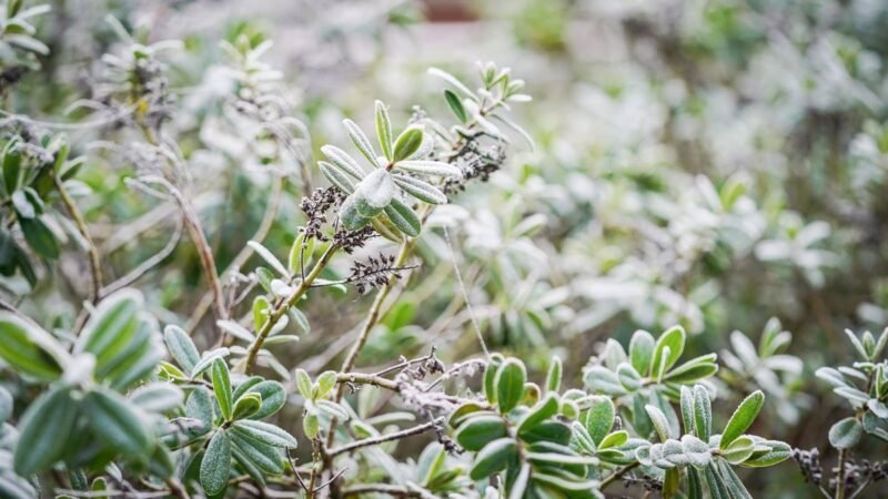 Castilla y León iniciará el 2025 con niebla y temperaturas mínimas de -6ºC.