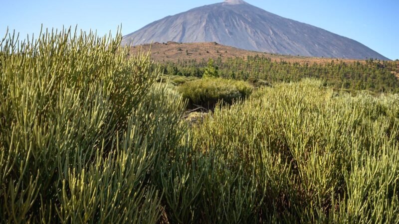 ATAN exige retirada de competencias del Parque Nacional del Teide al Cabildo.