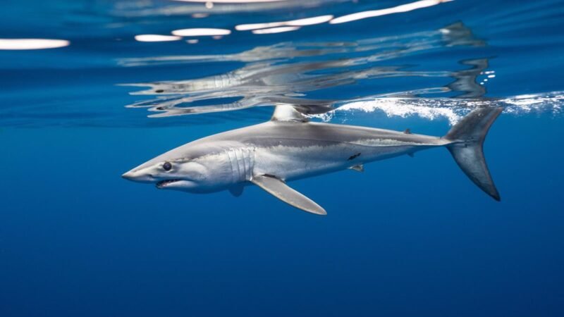 AZTI marca por primera vez un tiburón marrajo en la Bahía de Bizkaia en un proyecto de conservación – Descubrimiento en la Bahía de Bizkaia