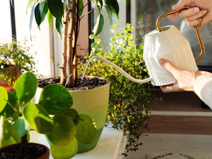 Acciones para salvar tus plantas antes de irte.