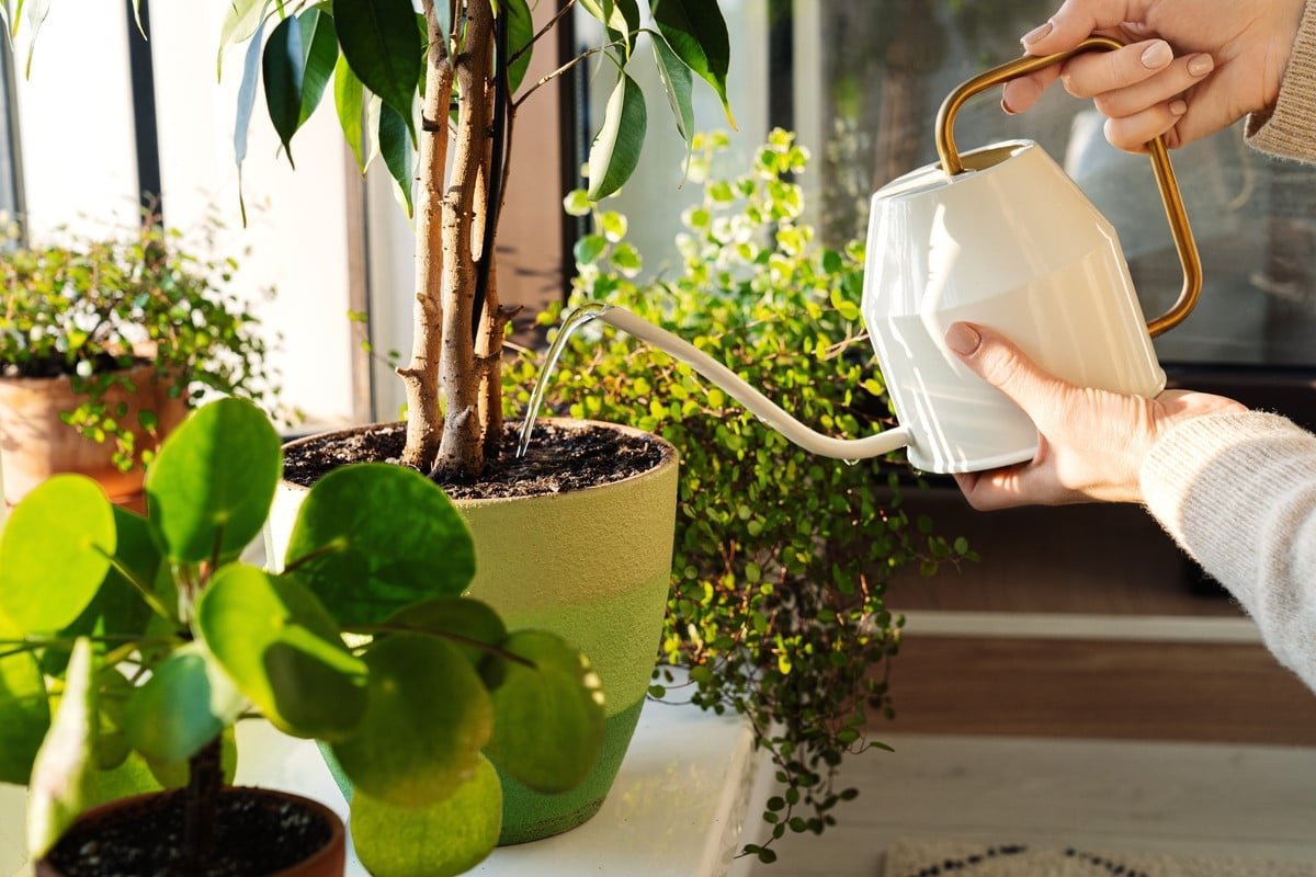 Acciones para salvar tus plantas antes de irte.