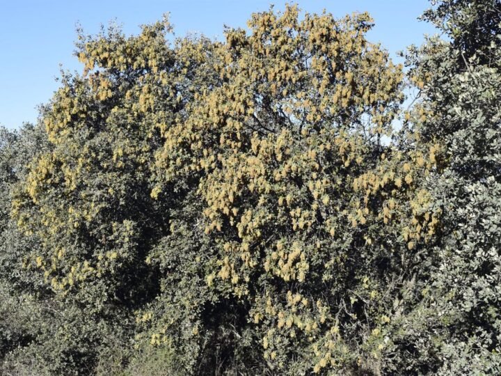 Alerta: Robles en Ciudad Real florecen en diciembre por calentamiento climático