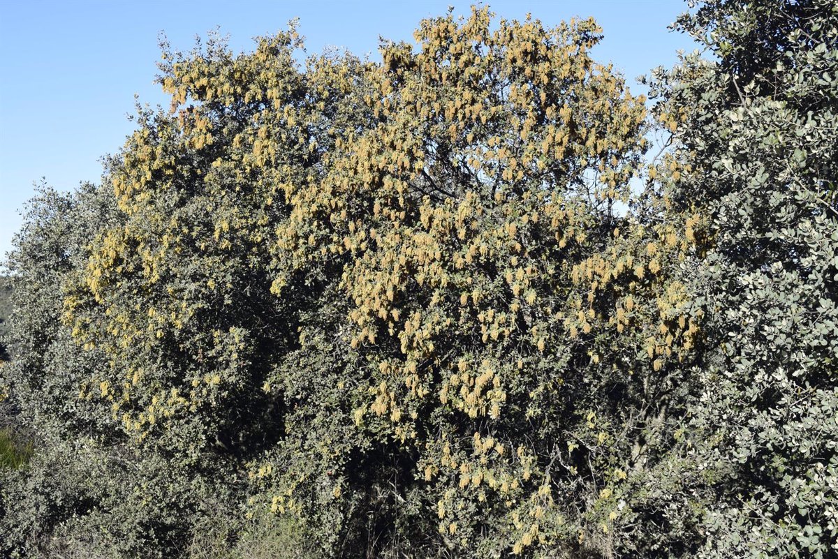 Alerta: Robles en Ciudad Real florecen en diciembre por calentamiento climático