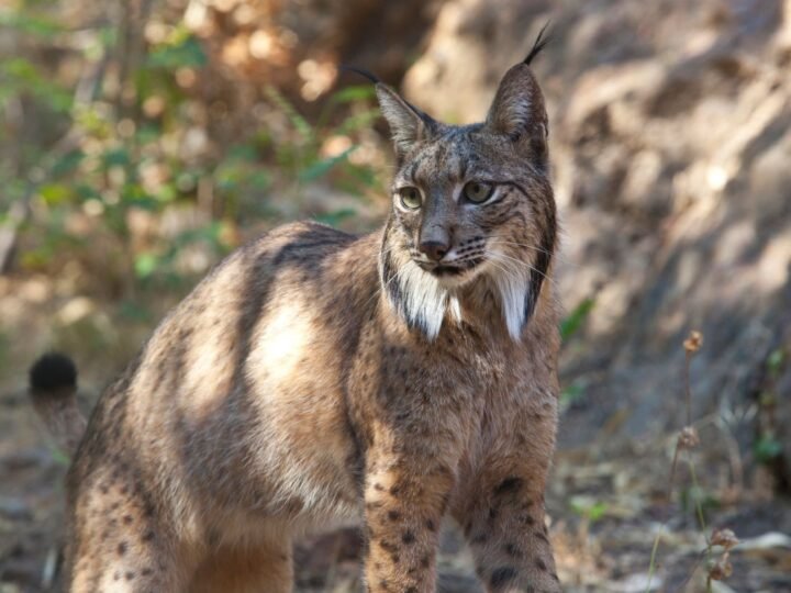 Andalucía reconoce la labor de preservación del río Ibérico