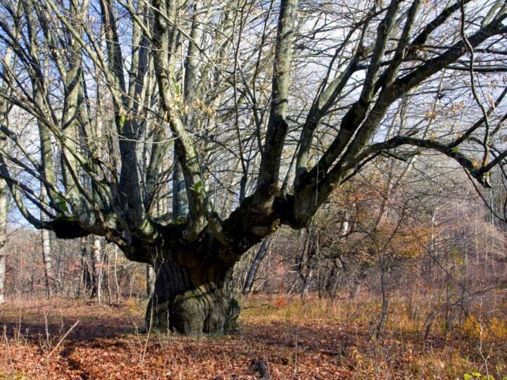 Apoyo a la preservación de los árboles singulares en Galicia