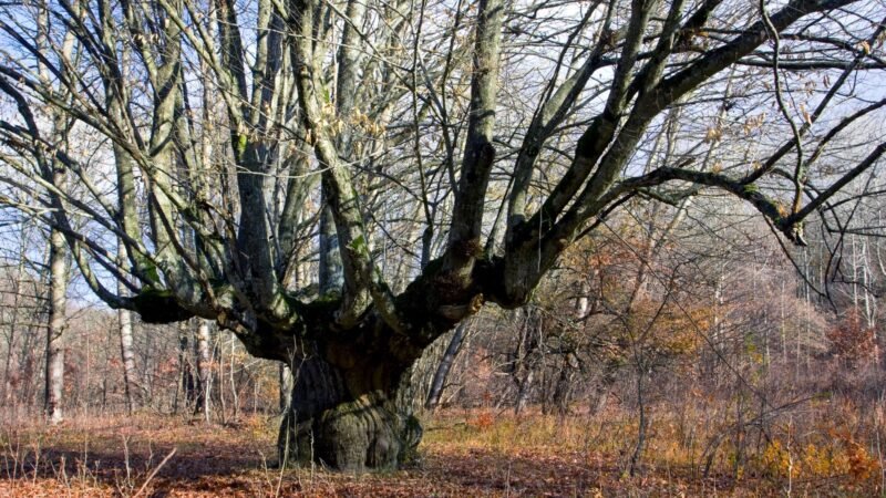 Apoyo a la preservación de los árboles singulares en Galicia