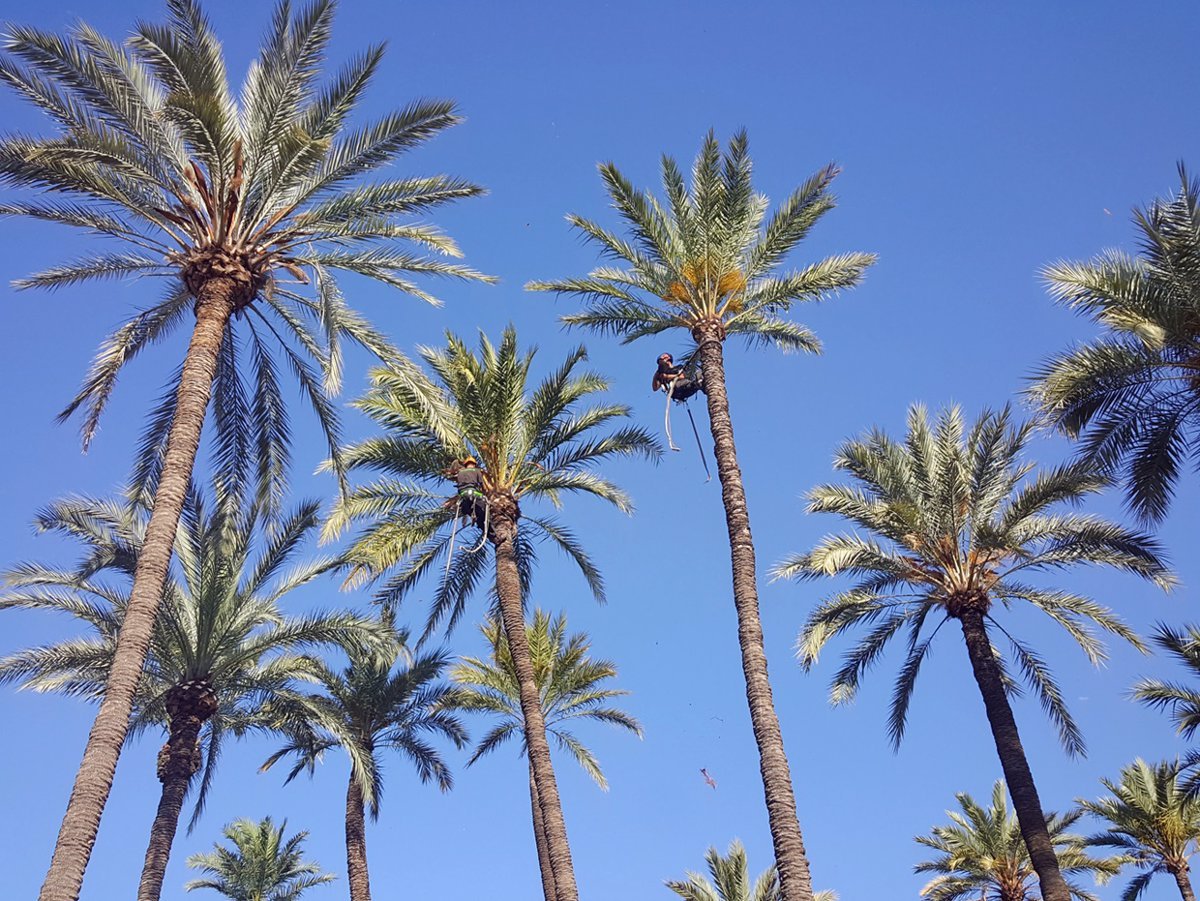 Caída de palmera en paso inferior de Bravo Murillo en Las Palmas de Gran Canaria