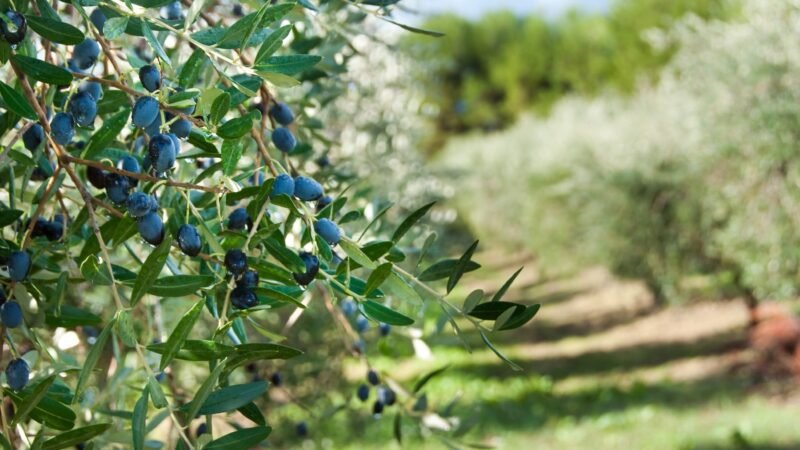 Convertir subproductos de olivo en material de embalaje de aceite de oliva con impresión 3D