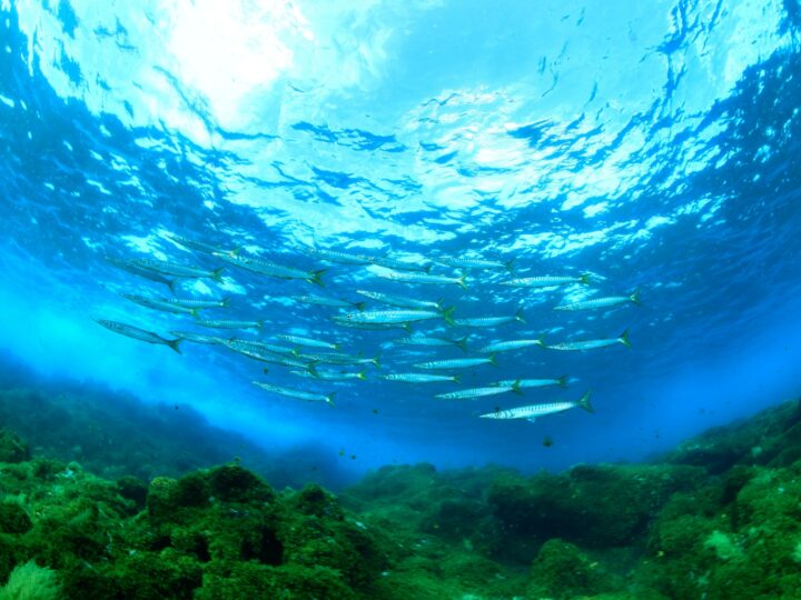 El Hierro debe tener voz en el futuro del Parque Nacional Marino del Mar de Las Calmas