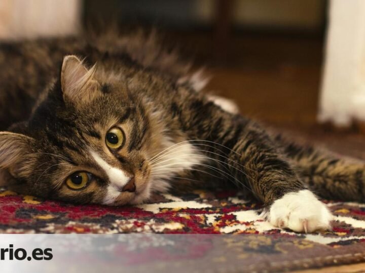 El mejor truco para eliminar manchas de alfombra en minutos