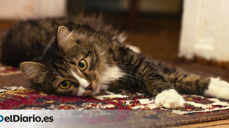 El mejor truco para eliminar manchas de alfombra en minutos